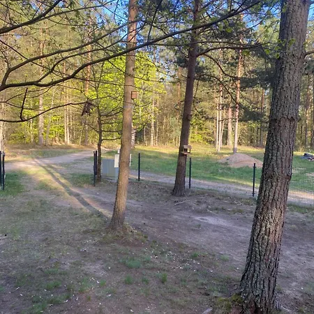 Alba Holenderskie Pelnik