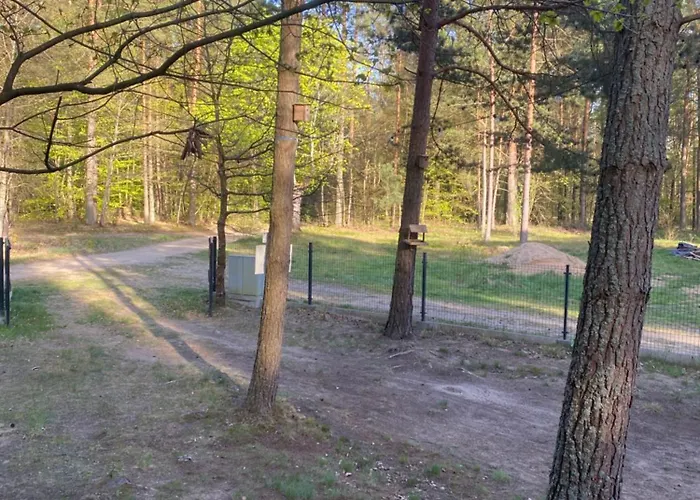 Alba Holenderskie Pelnik